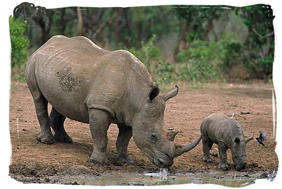http://www.south-africa-tours-and-travel.com/images/Black-Rhino-and-baby.jpg