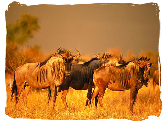 Blue wildebeest (gnu) on the African savannah - Best African Safaris, Africa safari wildlife park, safari vacation