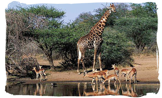 http://www.south-africa-tours-and-travel.com/images/Giraffe-and-Impala-in-the-South-African-bushveld.jpg