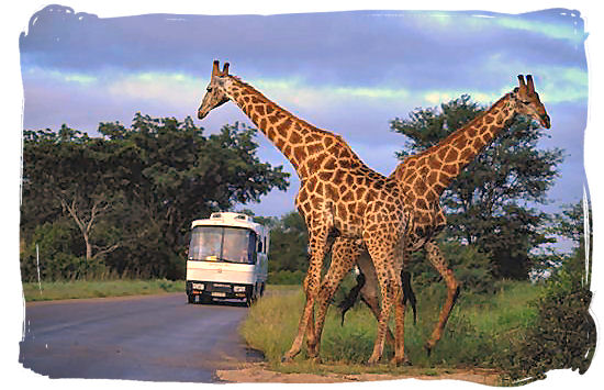 Tour coach in the Kruger National Park - Travel in South Africa, South Africa travel information