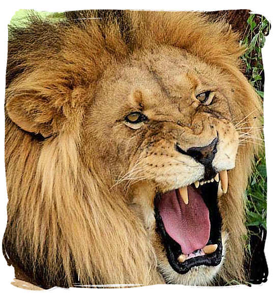 angry-lion-am-krugernationalparkaccommodation.jpg
