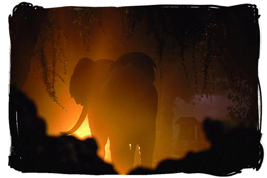 Elephant wandering in the night - Best Africa Safaris, Africa safari wildlife park, safari vacation