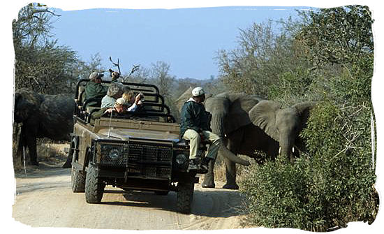 Elephant encounter in the Sabi Sabi private game reserve - South Africa Tours, Travel and Tourism Guide