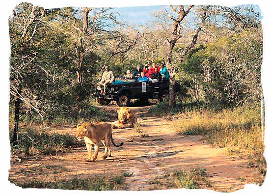 Game drive lion encouter - South Africa Tours, Travel and Tourism Guide