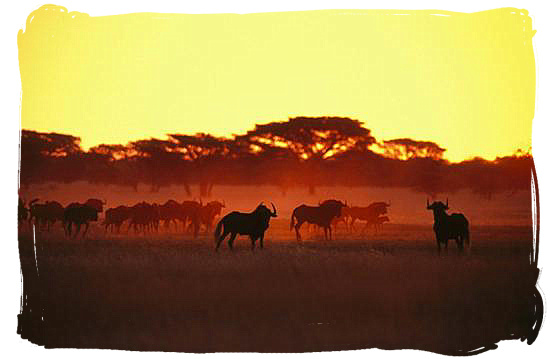 Herd of wildebeest (gnu) at daybreak - Best African Safaris, African safari wildlife park, safari vacation