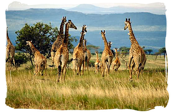 Herd of running Giraffes - Best African Safaris, African safari wildlife park, safari vacation
