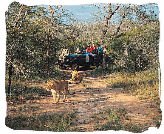 Lion and Lioness in the African bushveld - Best Africa Safaris, African safari wildlife park, safari vacation