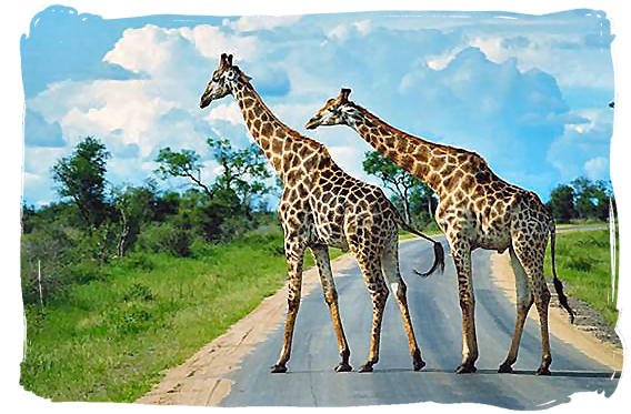 http://www.south-africa-tours-and-travel.com/images/main-road-in-the-kruger-national-park.jpg