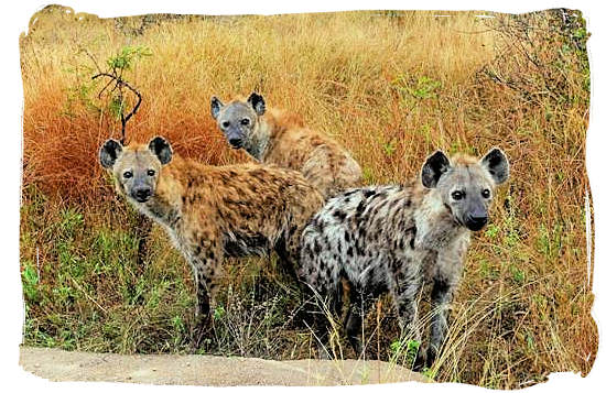 pack-of-hyenas-am-talamati.jpg