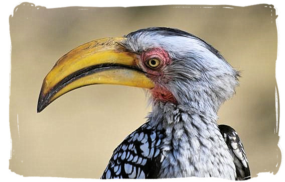 Yellow-billed Hornbill - Biyamiti bushveld camp