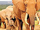 African safari game drive vehicle encountering an elephant