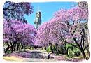 Flowering Jacaranda trees in Pretoria