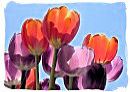 Tulip flowers