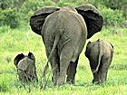 African safari game drive vehicle encountering an elephant
