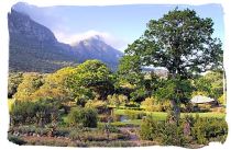 Scene inside the Kirstenbosch National Botanic Gardens with Table Mountain as its backdrop