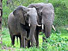 African safari game drive vehicle encountering an elephant