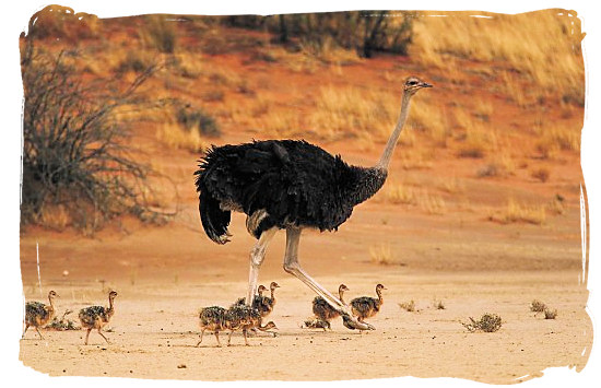 A female Ostrich and her chicks - The Cape Mountain Zebra National Park, endangered Mountain Zebras