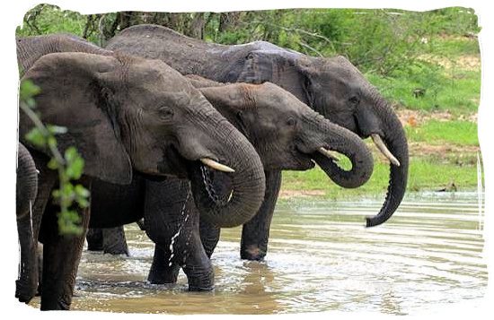 Elephant drinking party - Letaba main rest camp, Kruger National Park, South Africa