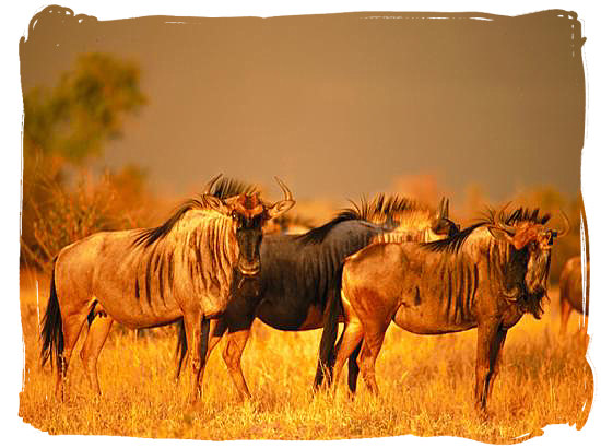 Blue wildebeest (gnu) on the African savannah