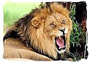 Male lion growling
