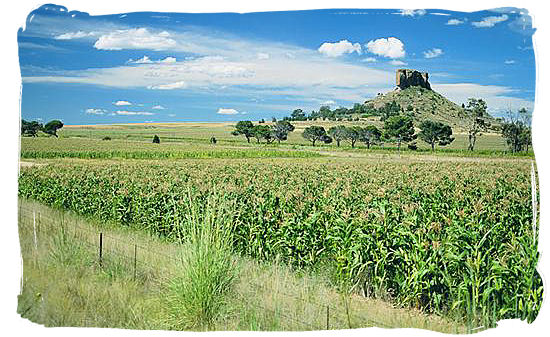 Free State is called the granary or bread basket of South Africa