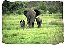 Elephant female with her calfs