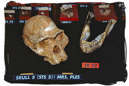 The famous fossilized scull called Mrs Ples which was found in the Sterkfontein caves at the Cradle of Humankind area