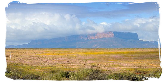 Fields upon fields of flowers in Namaqualand - Namaqua National Park South Africa, Namaqualand Flowers Spectacle