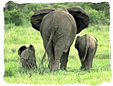 Elephants in the Addo Elephant National Park 