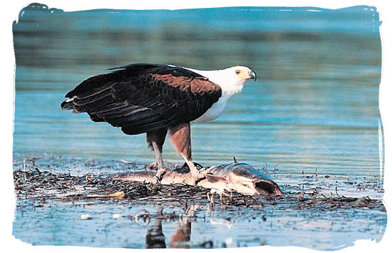 The African Fish Eagle - Kruger National Park Camps, Kruger National Park, Map, Tours, Safaris