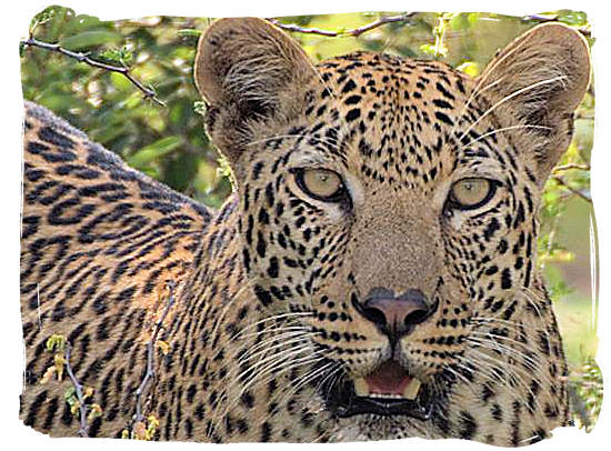 Leopard stare - Kgalagadi Transfrontier National Park in South Africa