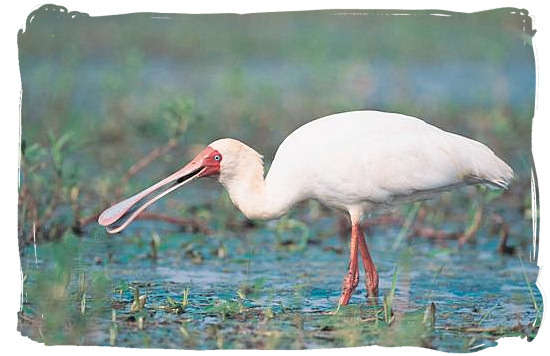 The African Spoonbill can be spotted around Pioneer dam - Mopani rest camp