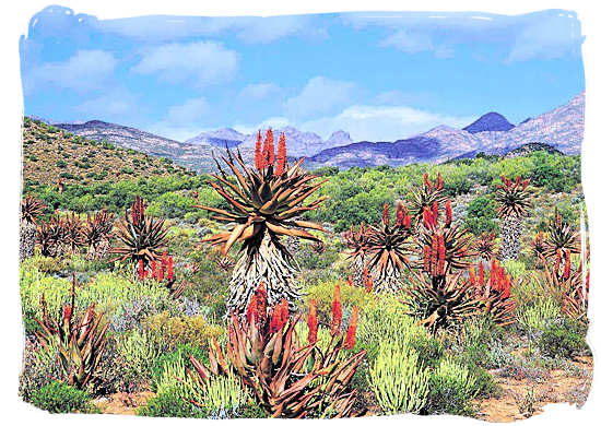 Aloes, one of the 9,000 plant species to be found in the Land of great thirst