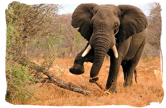 Elephant against tree