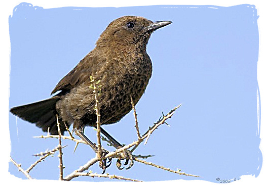 Ant-eating Chat (Myrmecocichla formicivora) - Mokala National Park in South Africa, endangered African animals