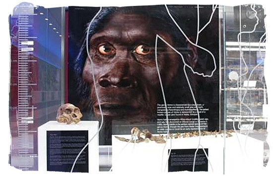 The real fossilized remains of Mrs Ples at the Maropeng visitors centre and an artists impression of how she could have looked like