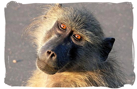 Portrait of a Baboon - Kruger National Park Camps, Kruger National Park, Map, Tours, Safaris