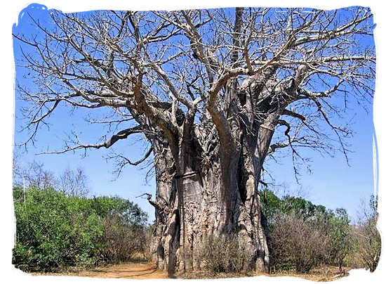 Huge baobab tree - Shumuwini bushveld camp, Kruger National Park