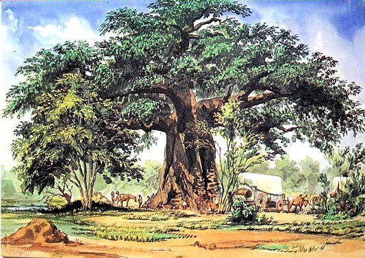 Baobab Tree, a watercolour painted by Thomas Baines 1820-1875, dated 29 December 1861 - South African Art, Art Galleries in South Africa, South African Artists