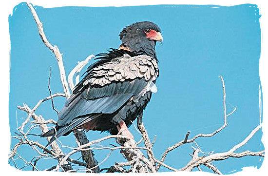 Bateleur Eagle - Bateleur Camp, Place of the Bateleur Eagle, Kruger National Park