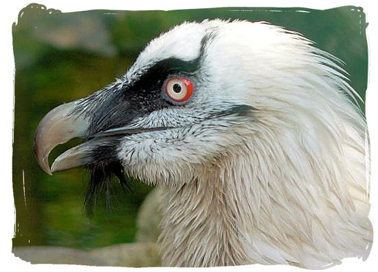 Close up of a Bearded Vulture