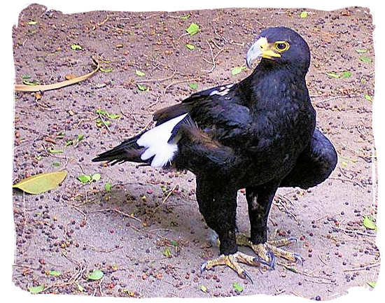 The African Black Eagle