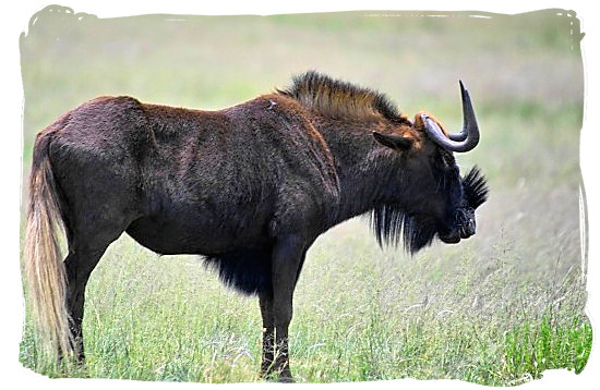 Black Wildebeest - Mokala National Park in South Africa, endangered African animals