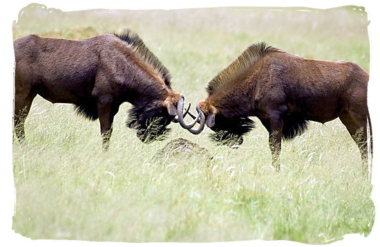 Black Wildebeests locking horns - Mokala National Park in South Africa, endangered African animals