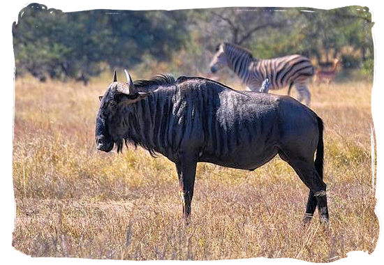 Blue Wildebeest (Gnu) - Satara Rest Camp in the Kruger National Park South Africa