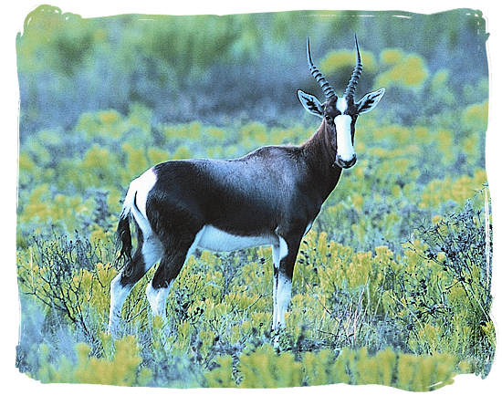 A beautiful Bontebok amidst fynbos habitat - Bontebok Park, National Parks in South Africa