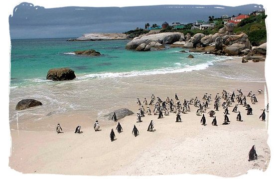 Boulders beach with part of its colony of Jackass penguins - Cape Town holiday attractions, Table Mountain National Park