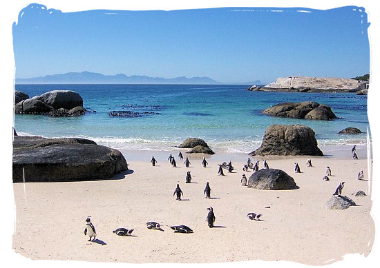 More of Boulders beach and its colony of Jackass penguins - Cape Town holiday attractions, Table Mountain National Park
