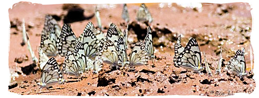 Brown-veined Whites (Belenois aurota) - Mokala National Park in South Africa, endangered African animals