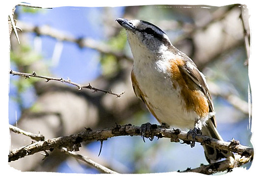 Brubru (Nilaus afer) - Mokala National Park in South Africa, endangered African animals